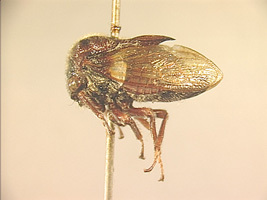 Tricentrus Stål, 1866: _Tricentrus fairmairei_. (Otu).