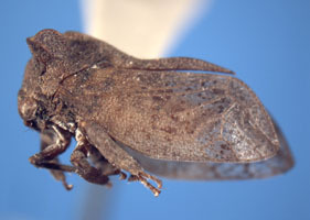 Flexocentrus Goding, 1926: _Flexocentrus felinus_. (Otu).