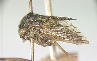 Butragulus Anufriev & Emeljanov, 1988: _Butragulus flavipes_. (Otu).