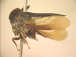 Centrotypus Stål, 1866: _Centrotypus flexuosus_. (Otu).