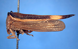 Hyphinoini Haupt, 1929: _Bubalopa furcata_. (Otu).