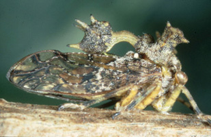 Smerdalea Fowler, 1896: _Smerdalea imminens_. (Otu).