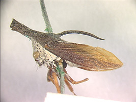 Maarbarini Wallace & Deitz, 2004: _Bathoutha indicans_. (Otu).