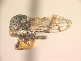Boocerini Goding, 1892: _Abelus luctuosus_. (Otu).