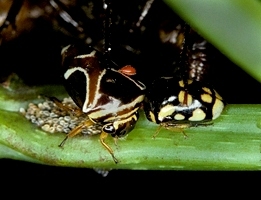 Tragopini Stål, 1866: _Stilbophora luteimaculata_ (right) and Horiola (left). (Otu).