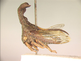 Eutryonia Goding, 1903: _Eutryonia monstrifera_. (Otu).
