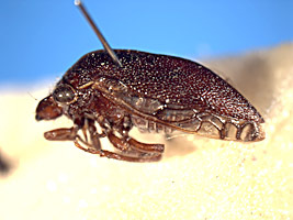 Neotynelia Creão-Duarte & Sakakibara, 2000: _Neotynelia nigra_. (Otu).