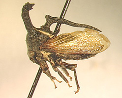 Anchon Buckton, 1903: _Anchon nodicornis_. (Otu).
