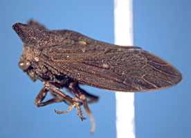 Centruchoides Fowler, 1896: _Centruchoides oppugnans_. (Otu).
