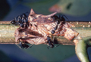 Oxyrhachini Distant, 1908: _Oxyrhachis pandata_. (Otu).