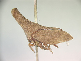 Funkhouserella Schmidt, 1926: _Funkhouserella pinguiturris_. (Otu).