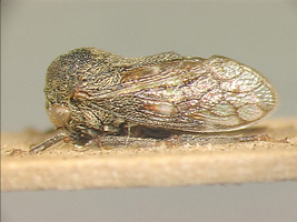 Parayasa Distant, 1916: _Parayasa typica_. (Otu).