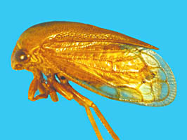 Bordoniana Sakakibara, 1999: _Bordoniana venezuelana_. (Otu).