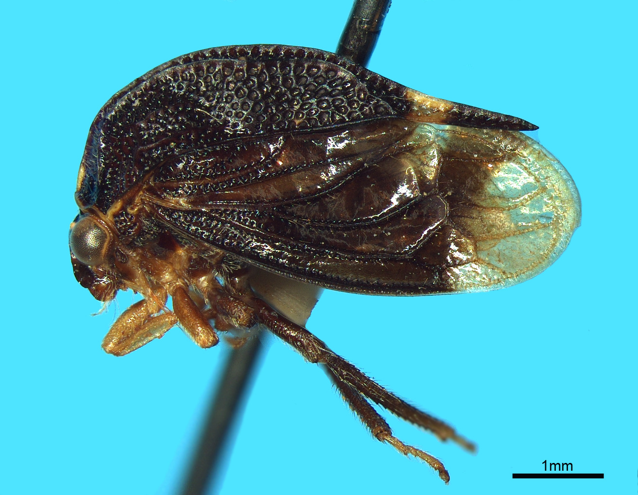 Heteronotinae Goding, 1926 [1843]: _Iria carinata_. (Otu).