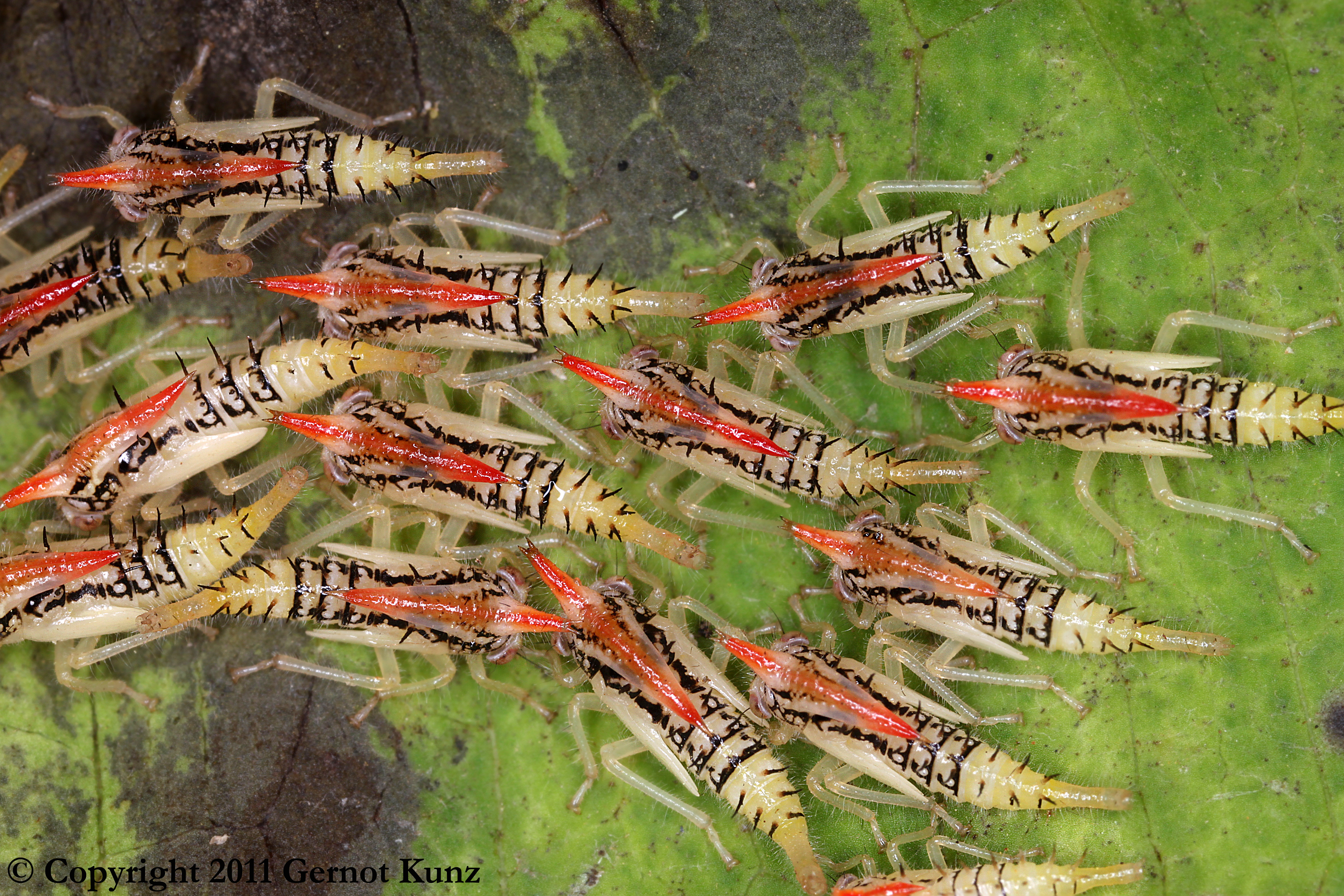Polyglyptini Goding, 1892: _Polyglypta_ nymphs. (Otu).