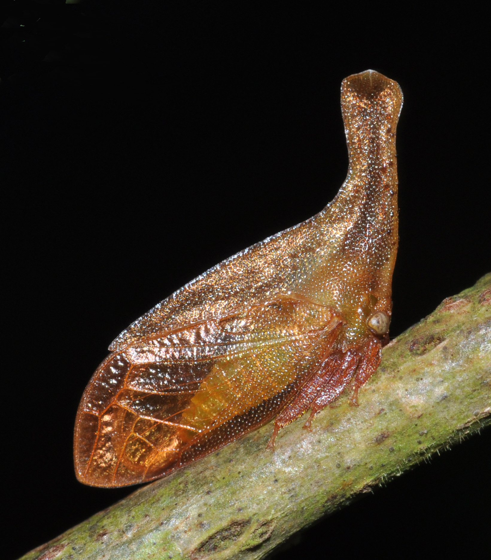 Lycoderides Sakakibara, 1972: _Lycoderides stumpeli_. (Otu).