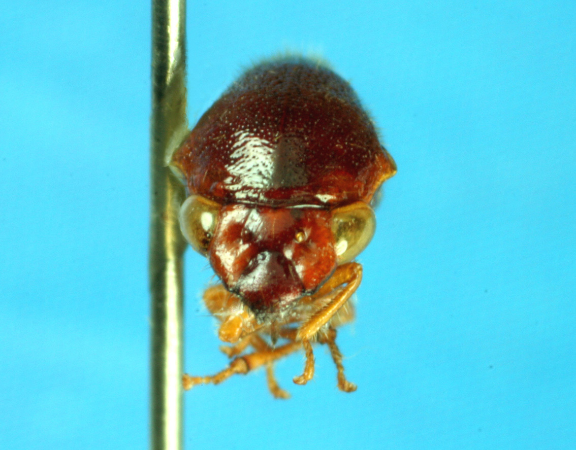 Tynelia Stål, 1858: _Tynelia longula_. (Otu).