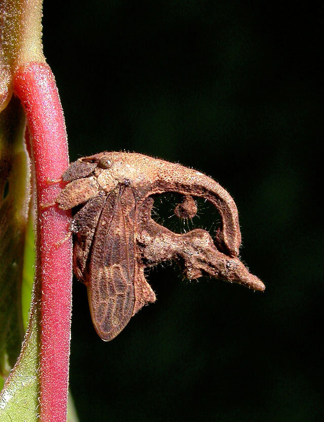 Cladonota (Lobocladisca) Stål, 1870: _Cladonota (Lobocladisca) biclavata_. (Otu).