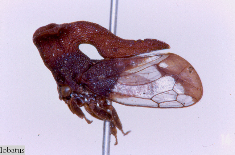 Lycoderes Germar, 1835: _Lycoderes ancora_ (male). (Otu).