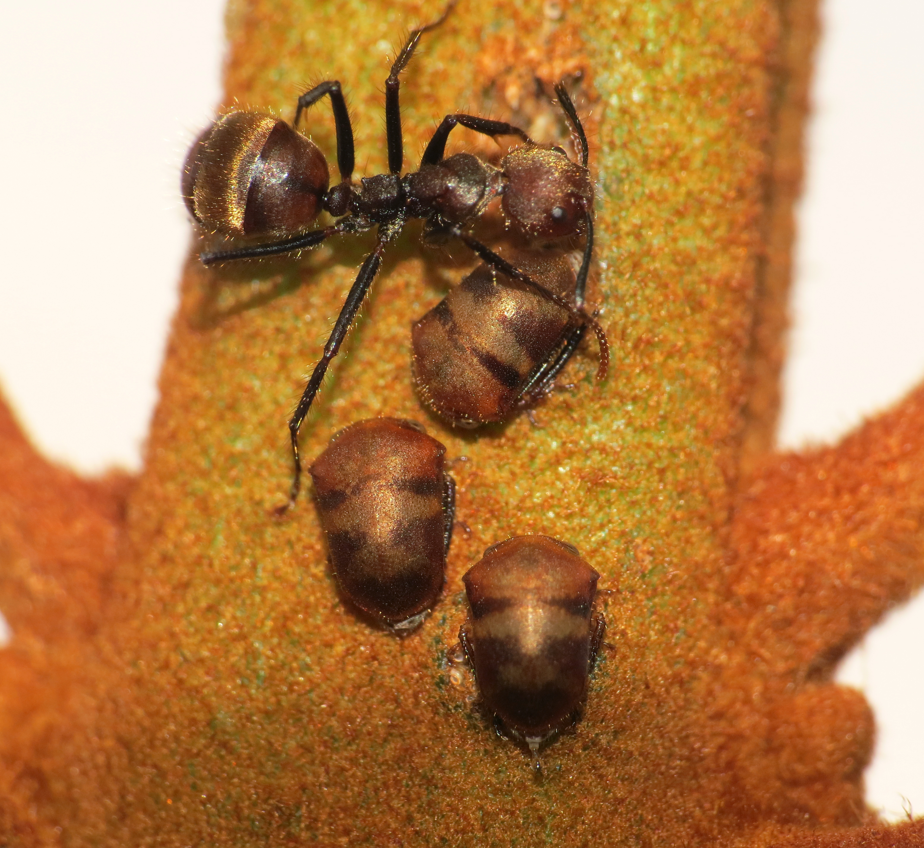 Anobilia Tode, 1966: _Anobilia_ sp., with ant. (Otu).