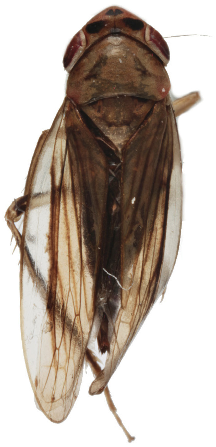 Habitus, dorsal view: !! display not done !! on Zabrosa unicampi Menezes, 1973: female. (Observation).