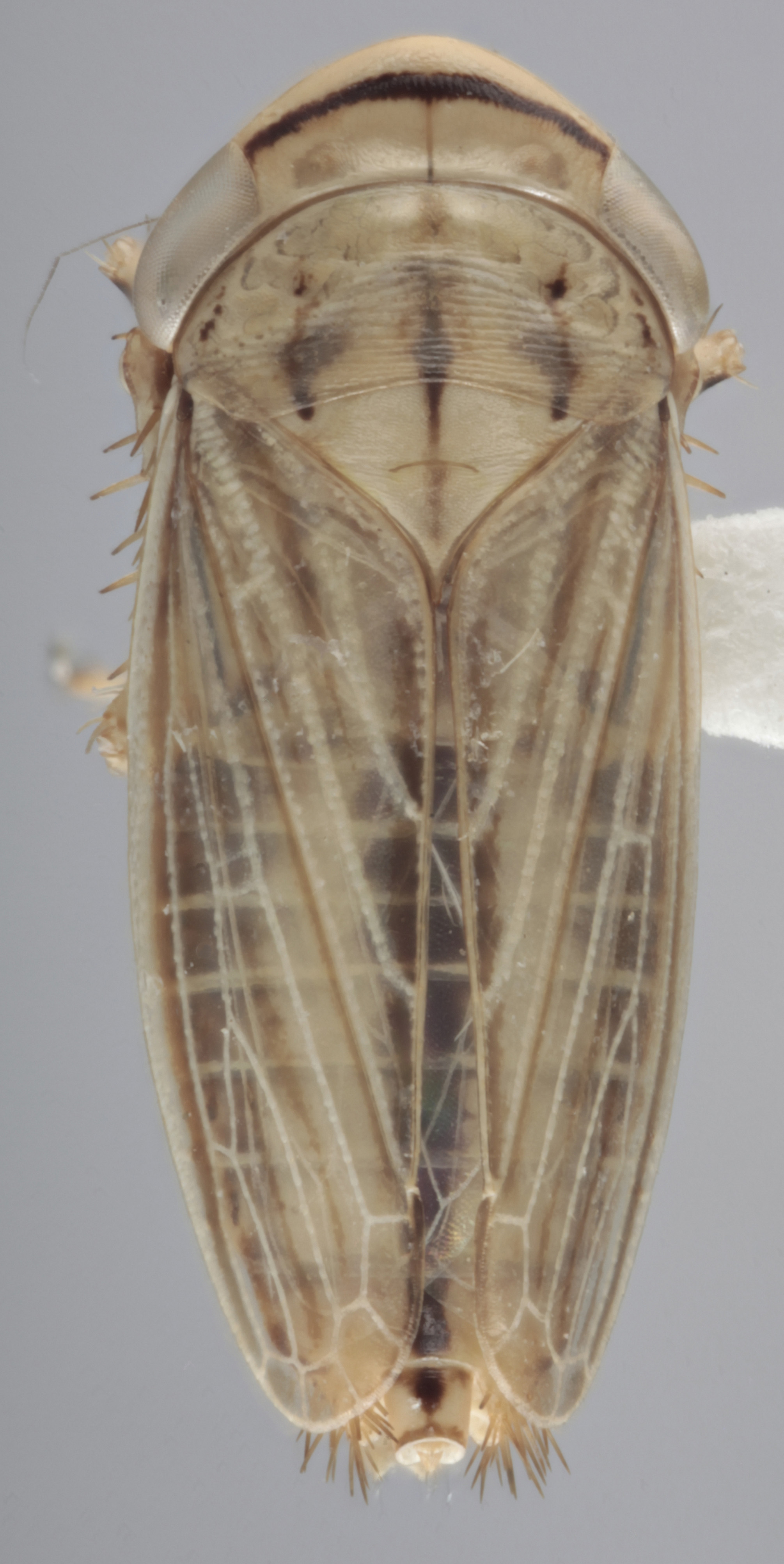 Habitus, dorsal view: !! display not done !! on Athysanus argentarius Metcalf, 1955: Dorsal - Kyrgyzstan. Specimen is from Kyrgyzstan. (Observation).