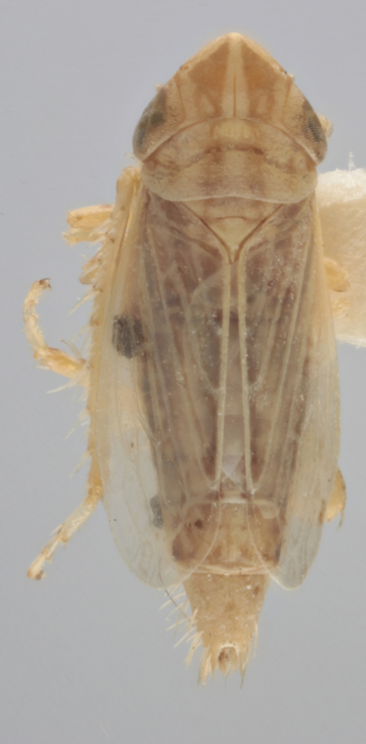 Habitus, dorsal view: Dorsal. (Observation).