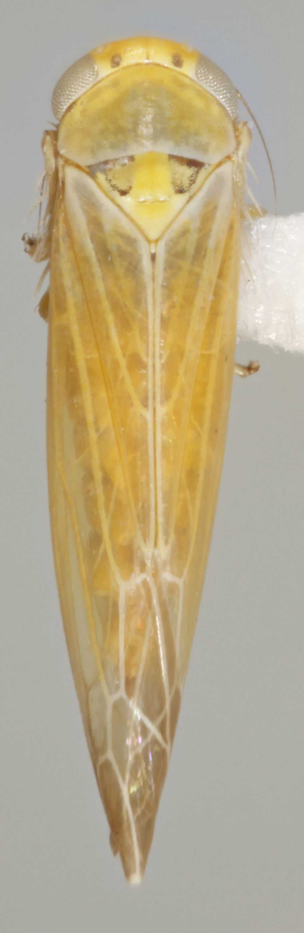 Habitus, dorsal view: !! display not done !! on Balclutha frontalis (Ferrari, 1882): Dorsal. (Observation).