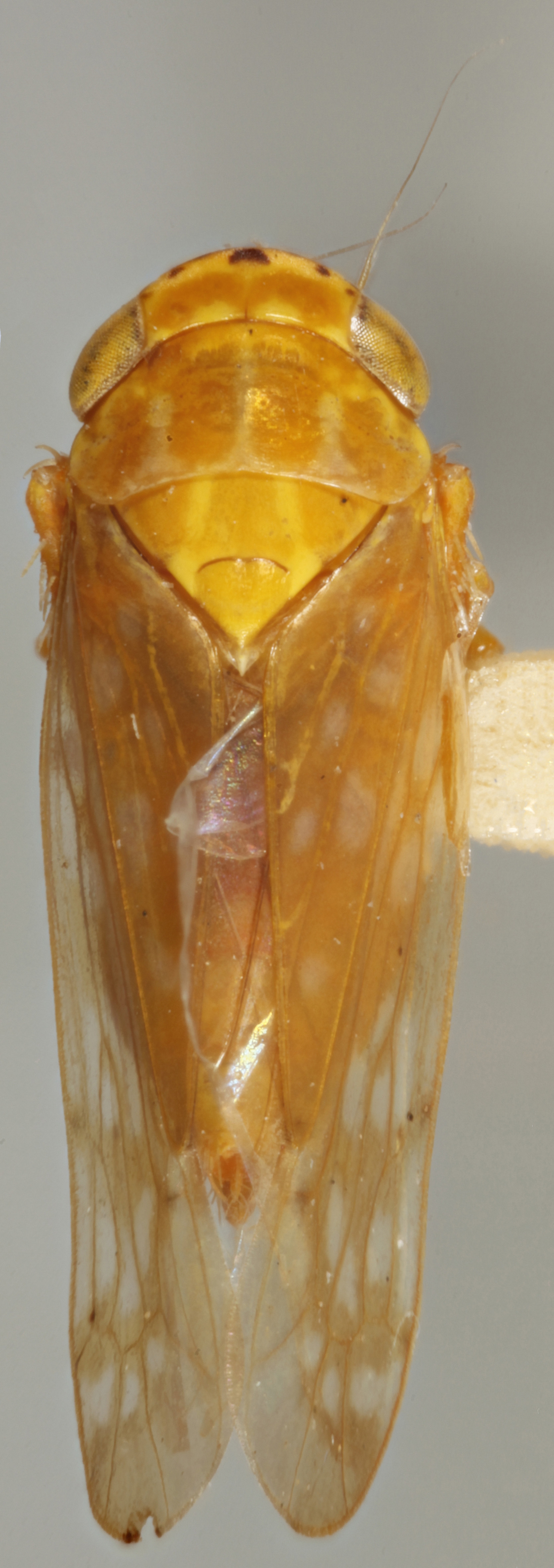 Habitus, dorsal view: !! display not done !! on Bandara (Bandara) curvata Knull, 1946: Dorsal. Female. (Observation).