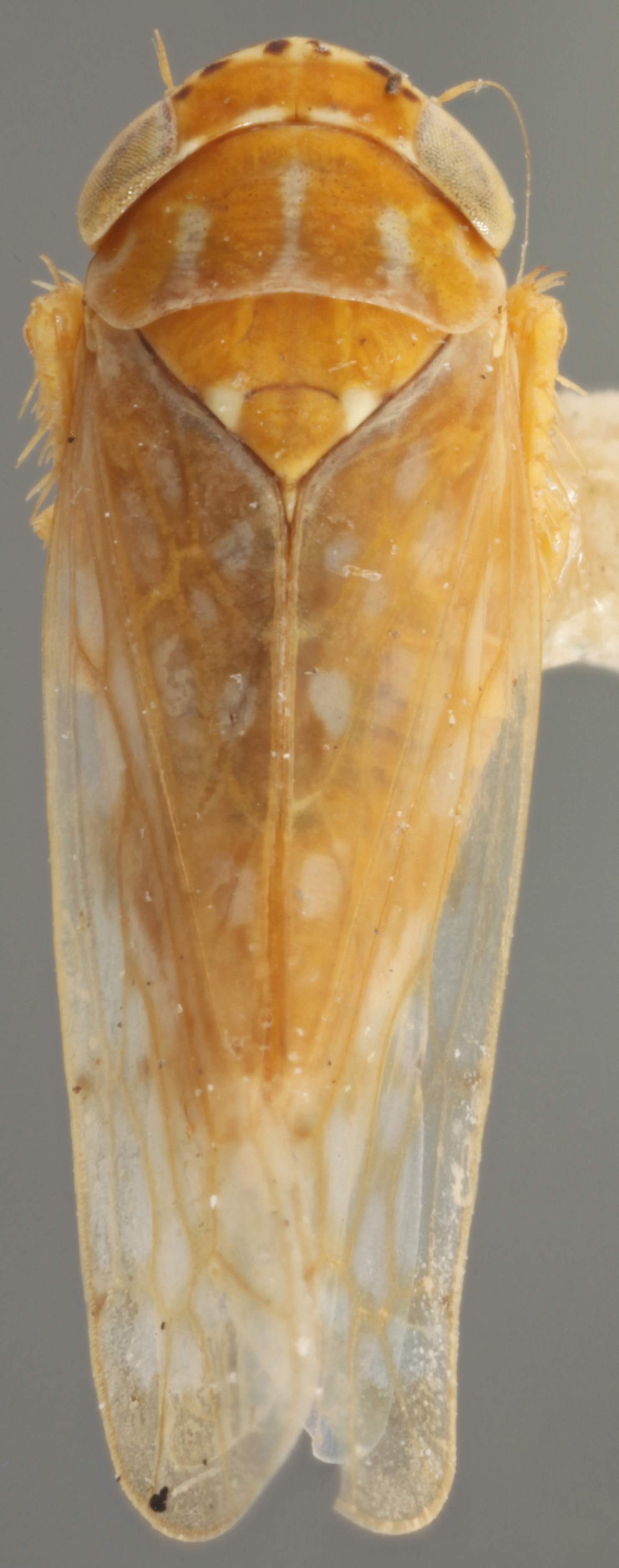 Habitus, dorsal view: !! display not done !! on Bandara (Bandara) parallela Knull, 1946: Dorsal. (Observation).