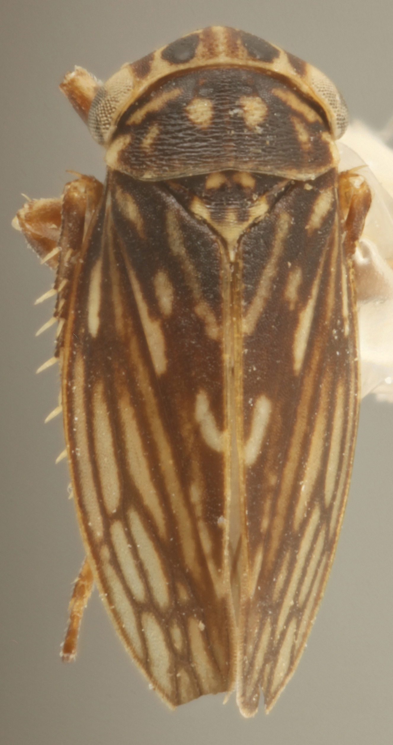 Habitus, dorsal view: !! display not done !! on Aceratagallia (Aceratagallia) accola Oman, 1933: Dorsal. (Observation).