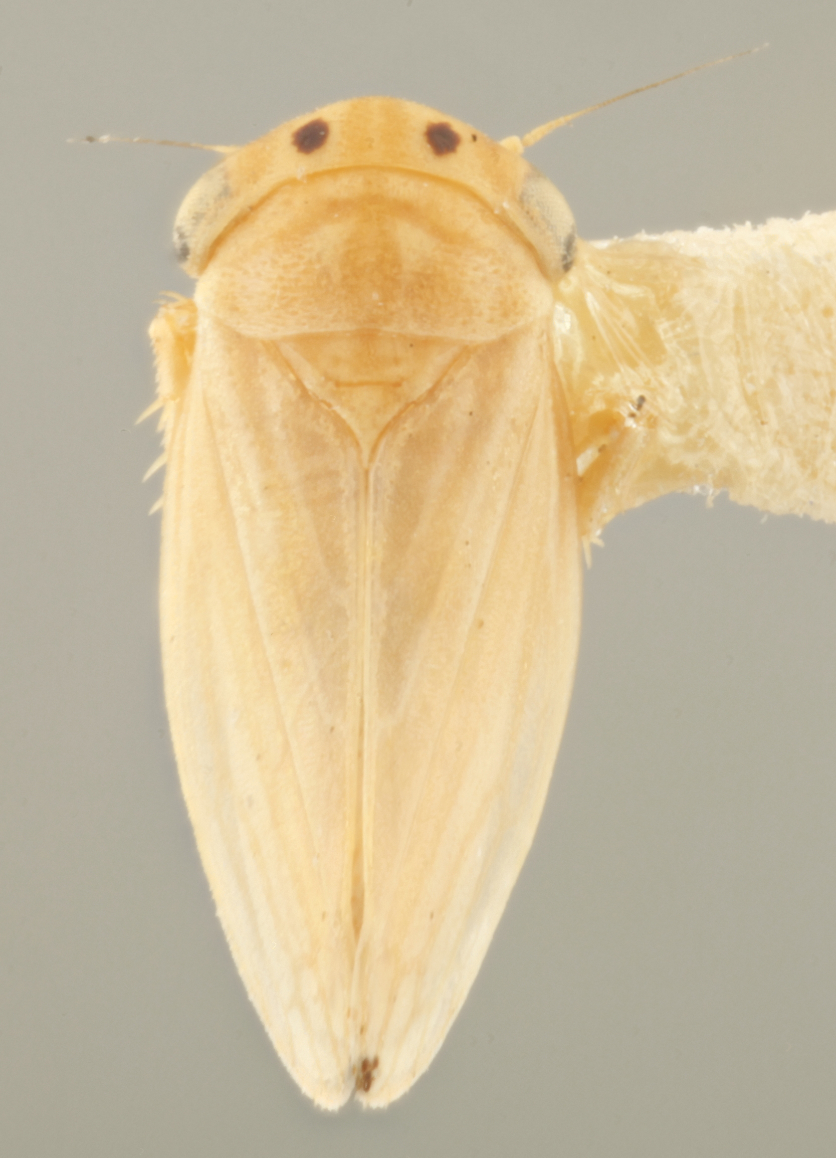 Habitus, dorsal view: !! display not done !! on Aceratagallia (Aceratagallia) vulgaris Oman, 1933: Dorsal. light colored specimen. (Observation).