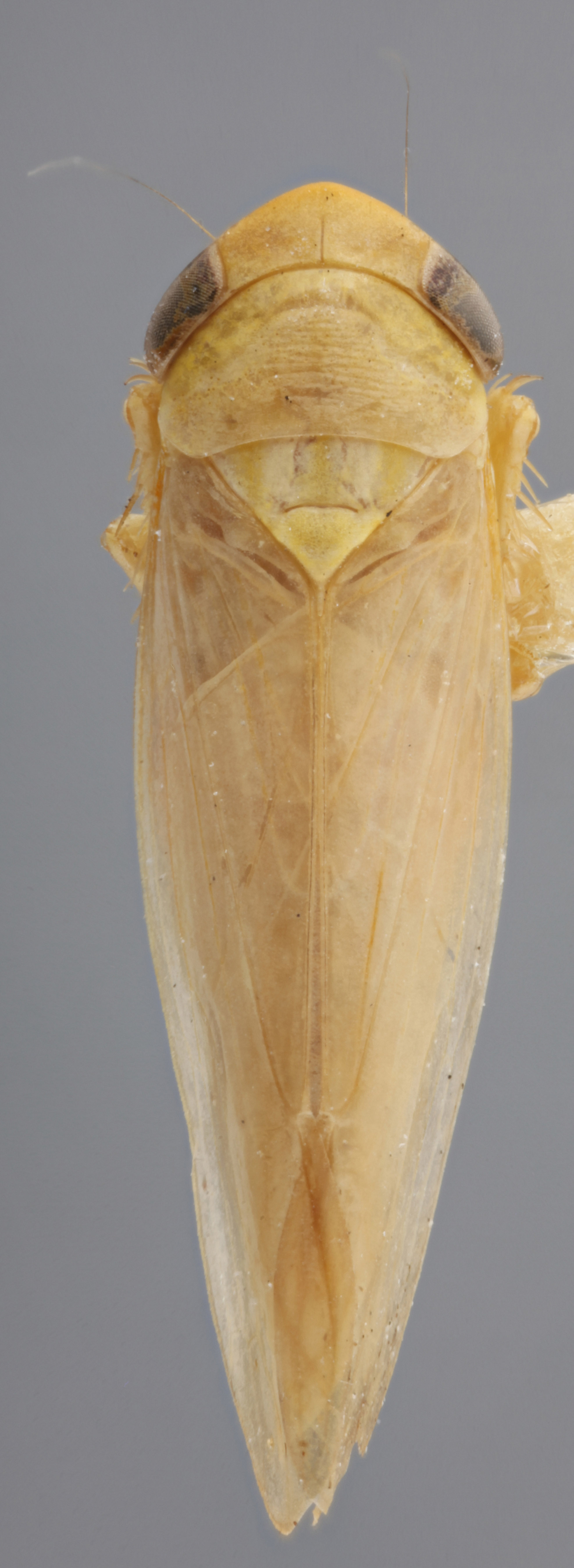 Habitus, dorsal view: !! display not done !! on Chlorotettix balli Osborn, 1898: Dorsal - Dark eyed. Dark eyed color variation. (Observation).