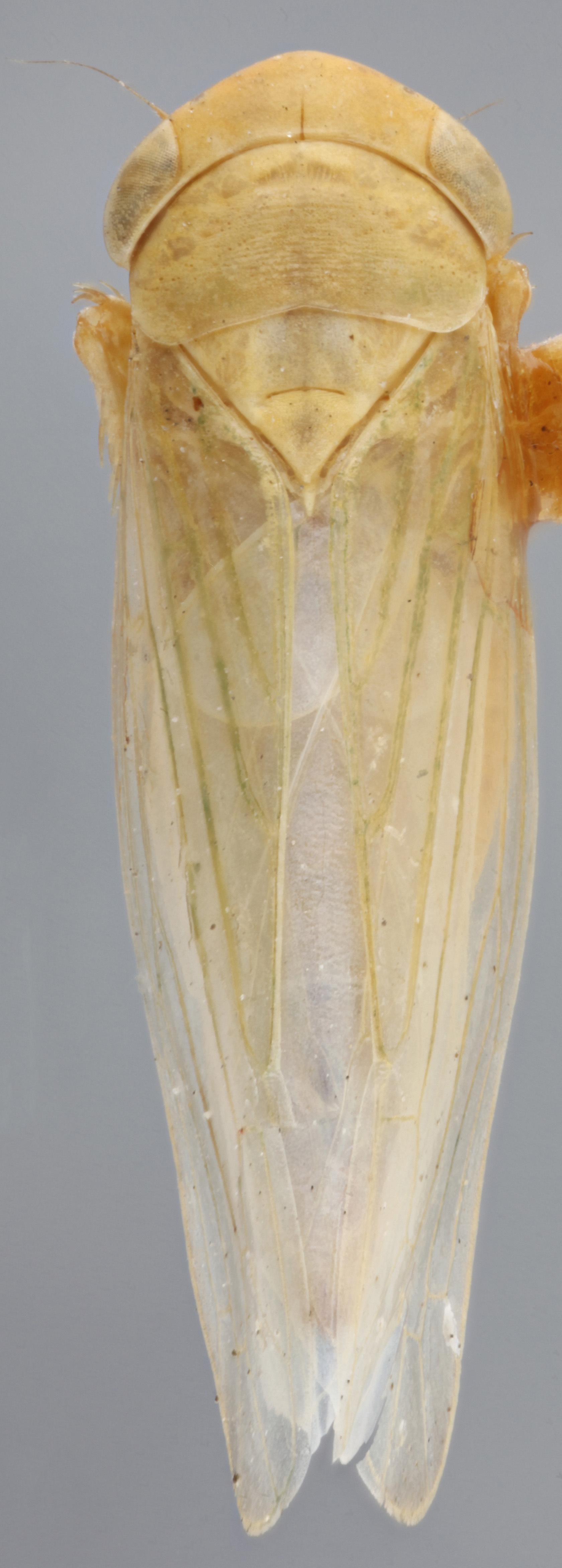 Habitus, dorsal view: !! display not done !! on Chlorotettix (Chlorotettix) brevidus DeLong, 1937: Dorsal. (Observation).