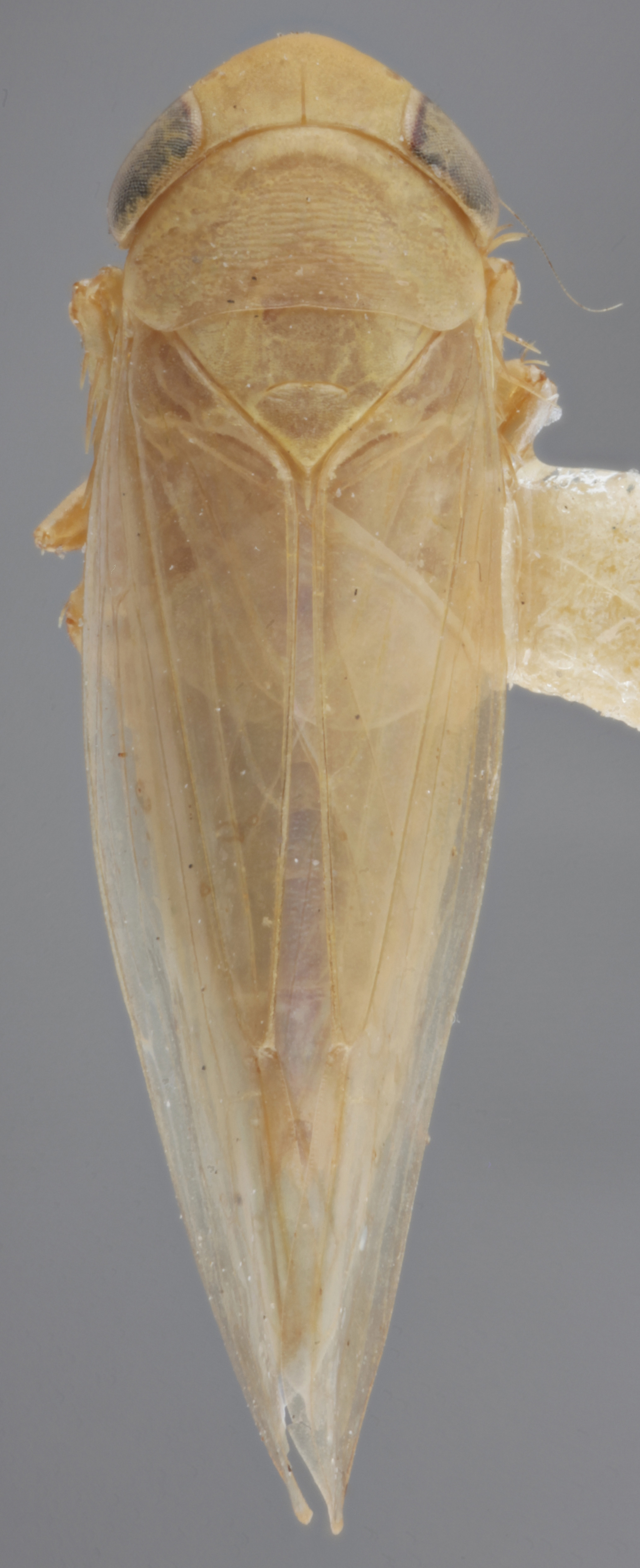 Habitus, dorsal view: !! display not done !! on Chlorotettix distinctus DeLong, 1918: (Observation).