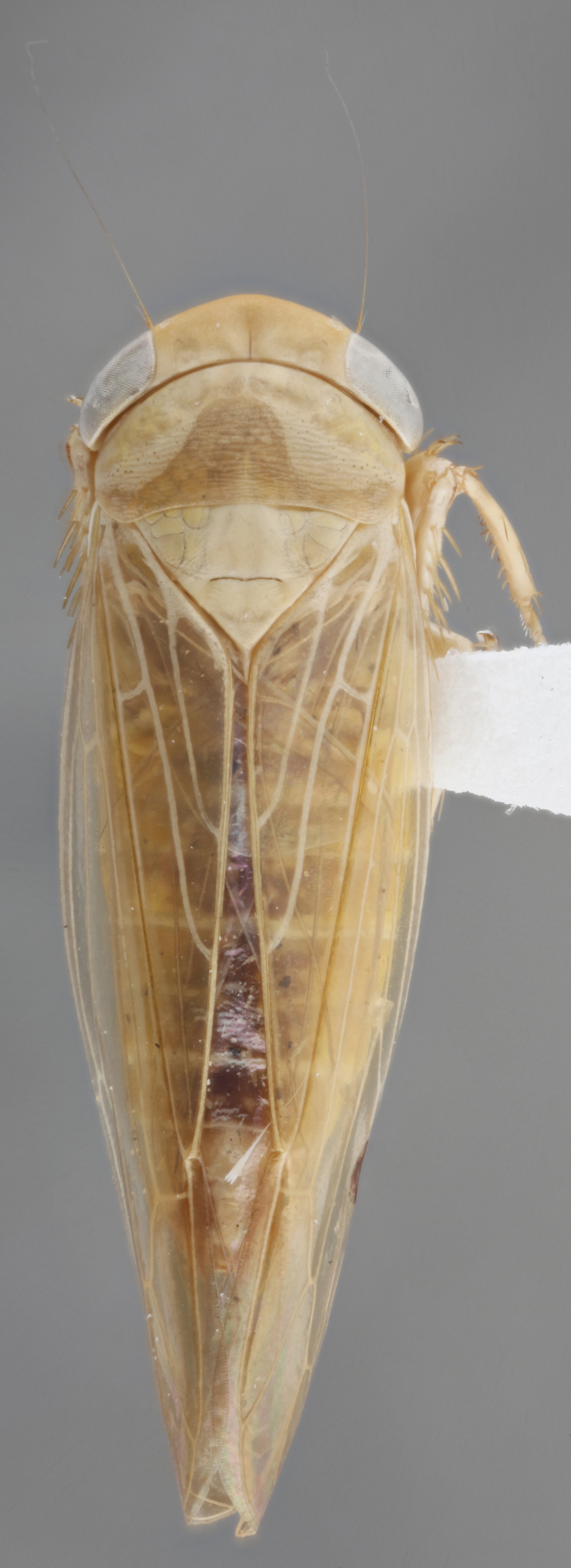 Habitus, dorsal view: !! display not done !! on Chlorotettix fallax Sanders & DeLong, 1922: Dorsal. (Observation).