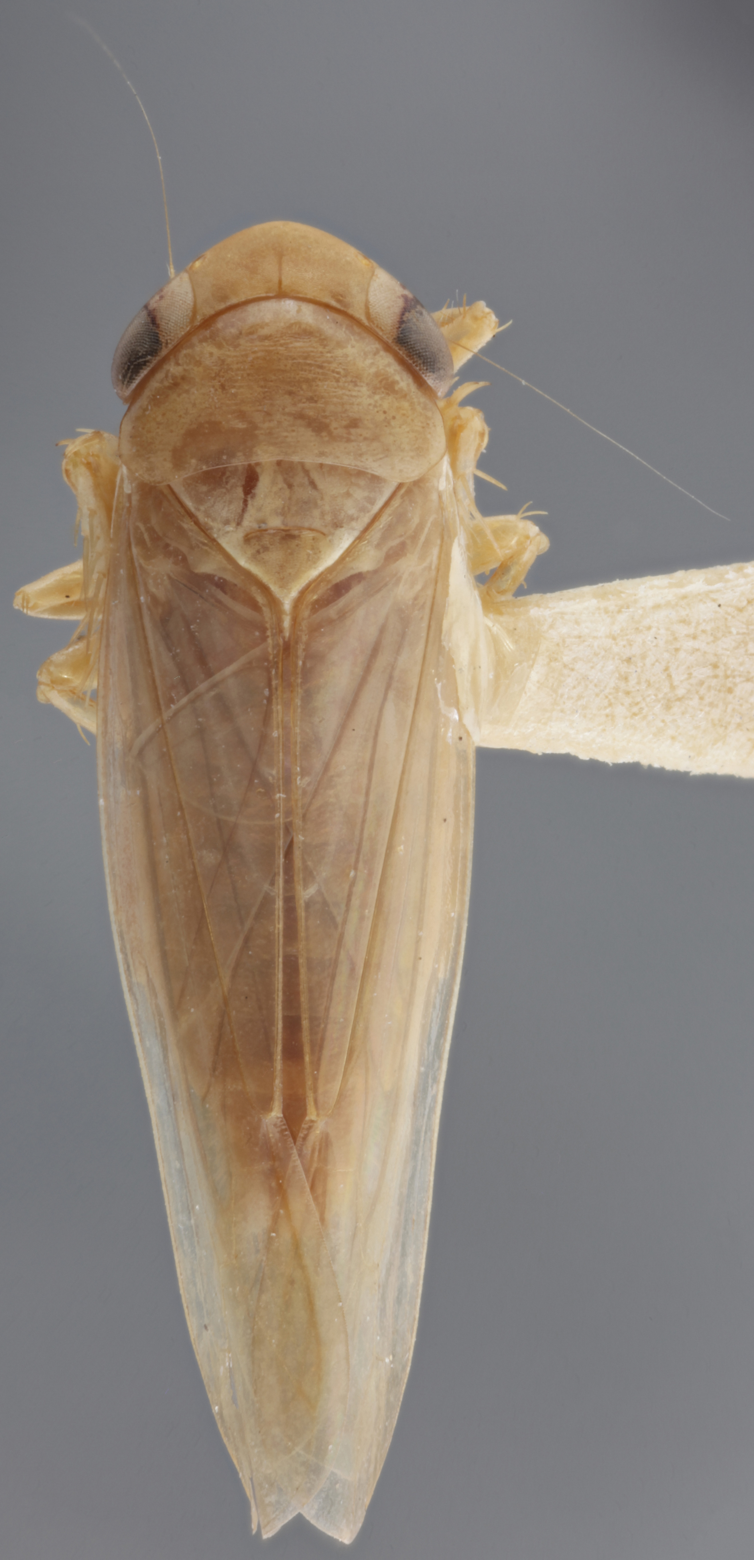 Habitus, dorsal view: !! display not done !! on Chlorotettix iridescens DeLong, 1916: Dorsal. (Observation).