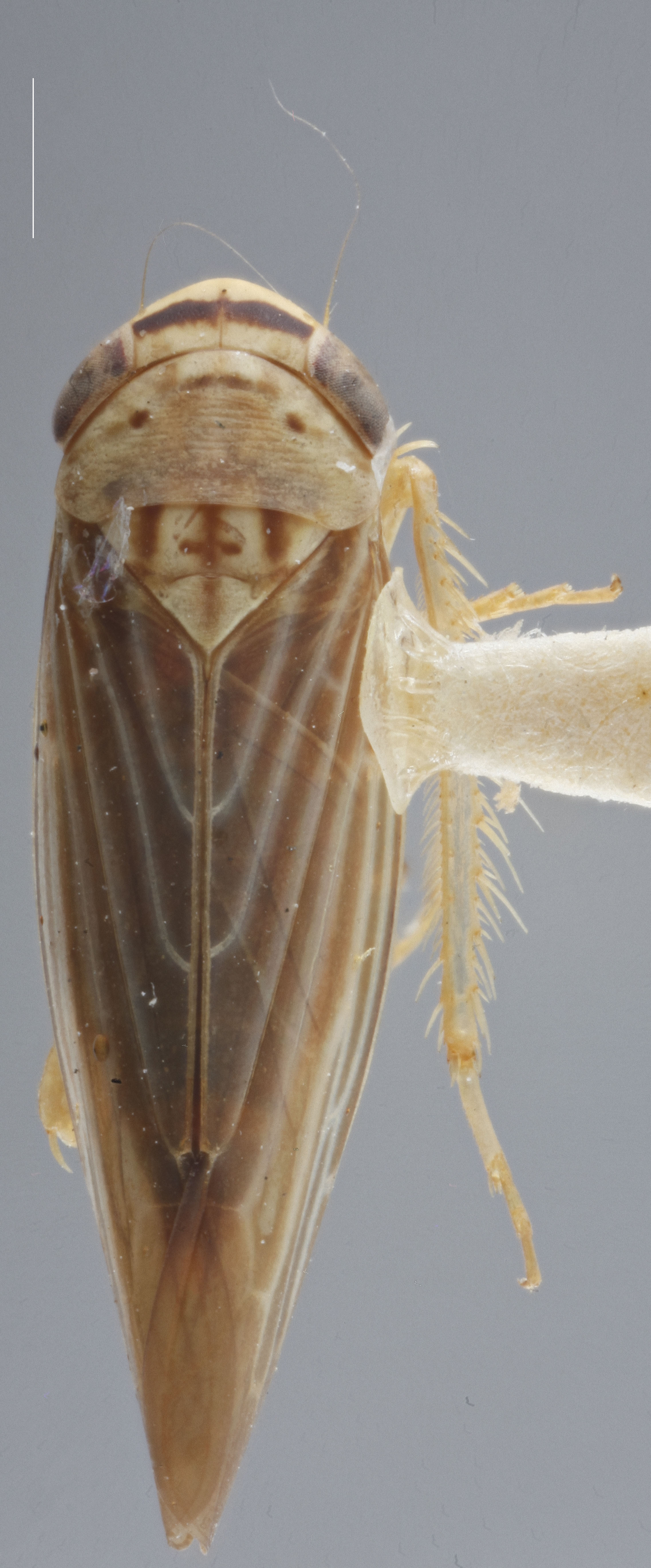 Habitus, dorsal view: !! display not done !! on Chlorotettix necopinus Van Duzee, 1893: Dorsal. (Observation).