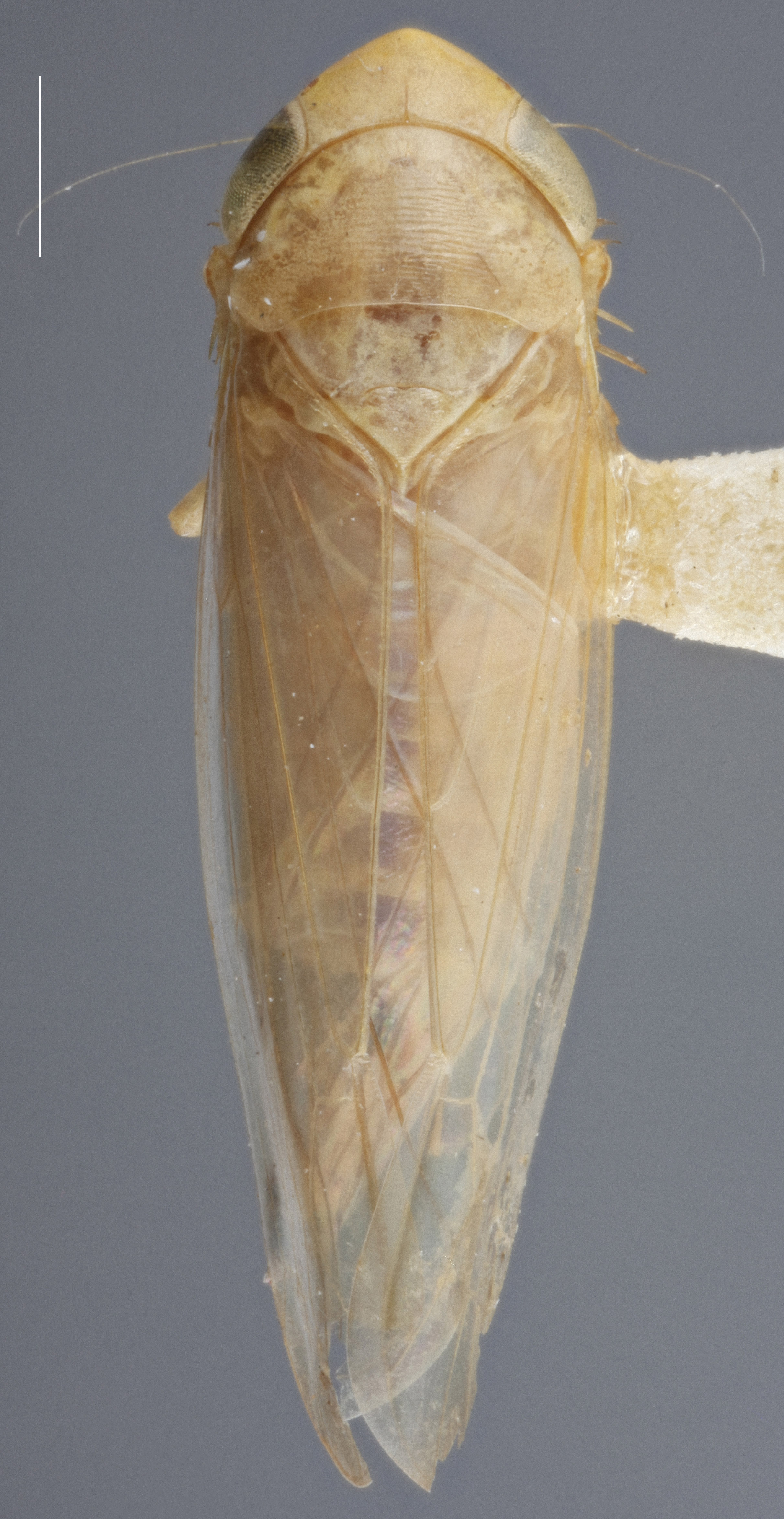 Habitus, dorsal view: !! display not done !! on Chlorotettix nudatus Ball, 1900: Dorsal. Female. (Observation).