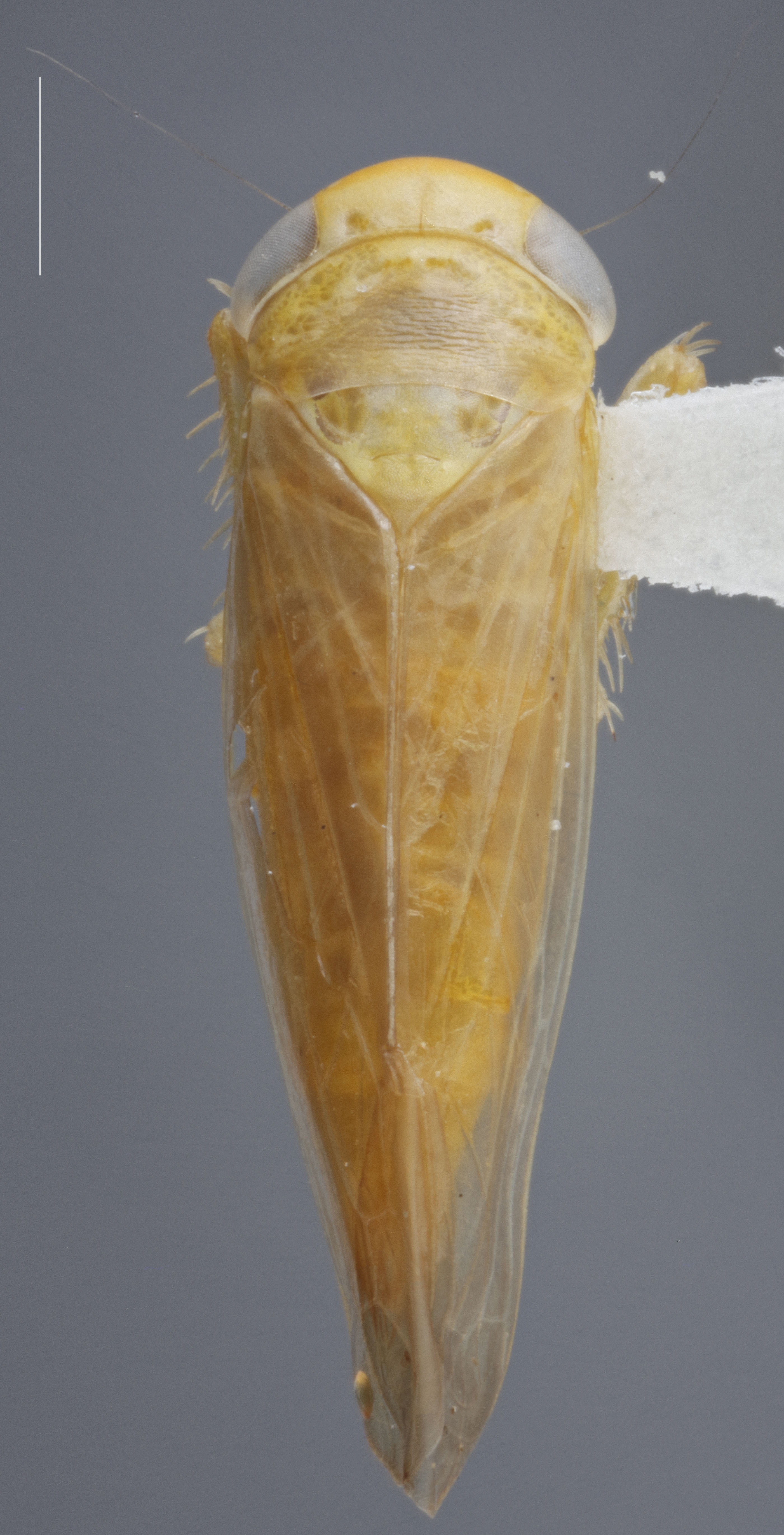 Habitus, dorsal view: !! display not done !! on Chlorotettix rugicollis Ball, 1903: Dorsal. (Observation).