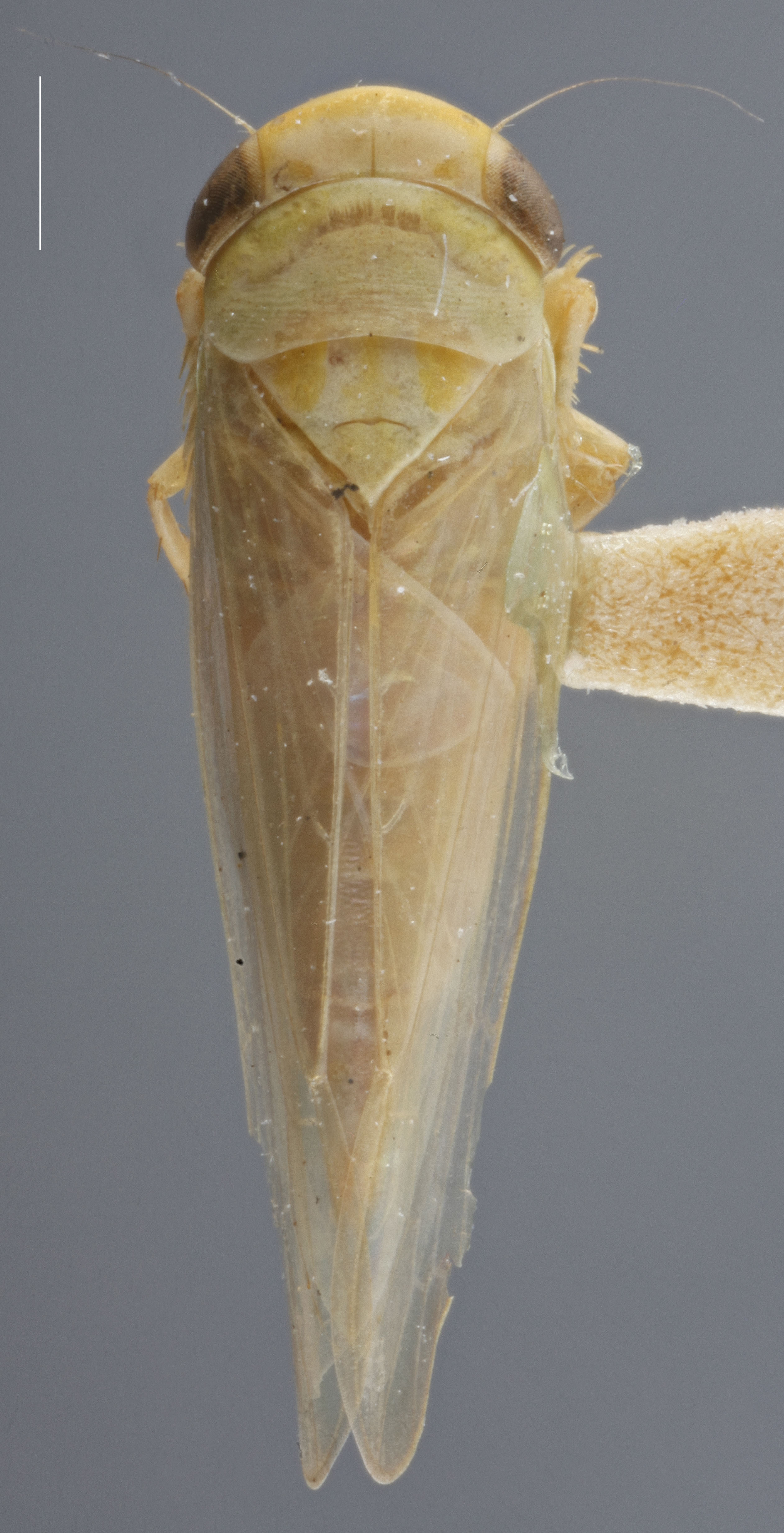 Habitus, dorsal view: !! display not done !! on Chlorotettix suturalis DeLong, 1916: Dorsal. Female. (Observation).