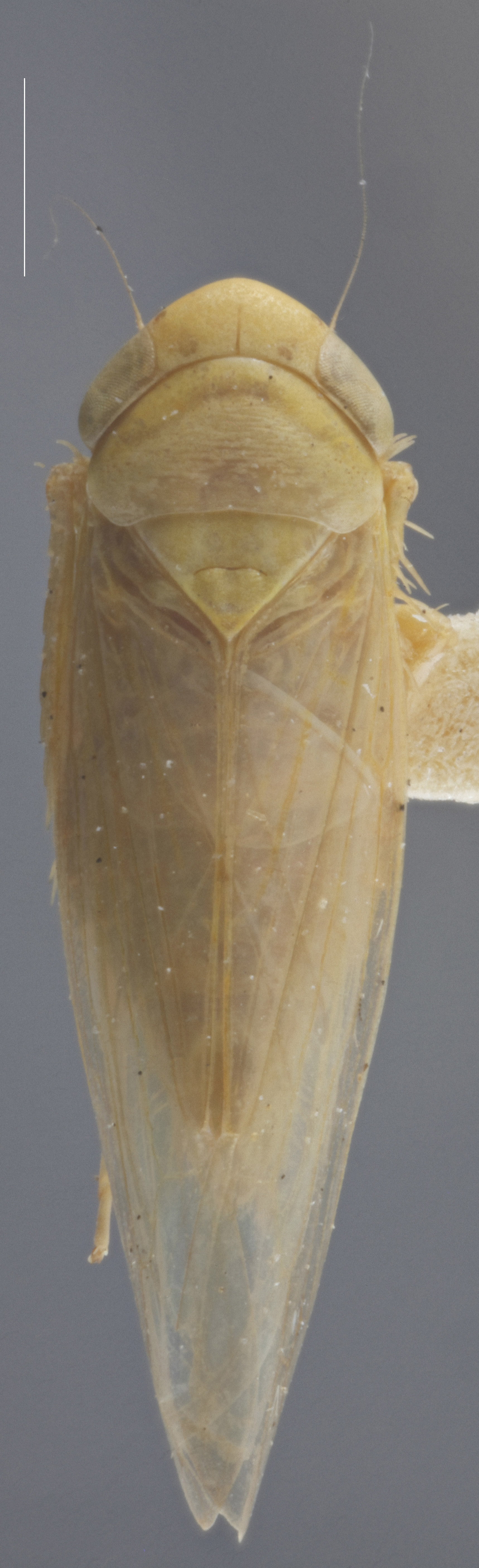 Habitus, dorsal view: !! display not done !! on Chlorotettix vacuna Crumb, 1915: Dorsal. Male. (Observation).
