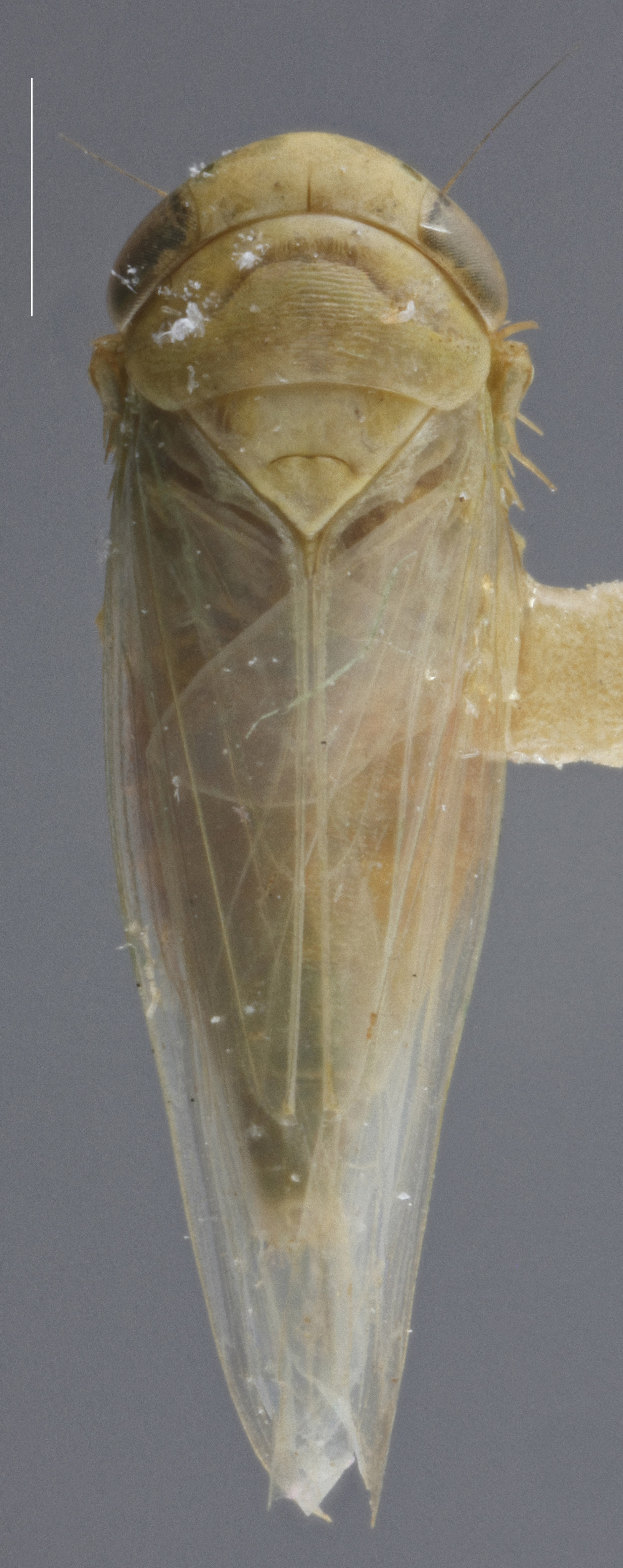 Habitus, dorsal view: !! display not done !! on Chlorotettix (Chlorotettix) viridius Van Duzee, 1892: Dorsal. Female. (Observation).