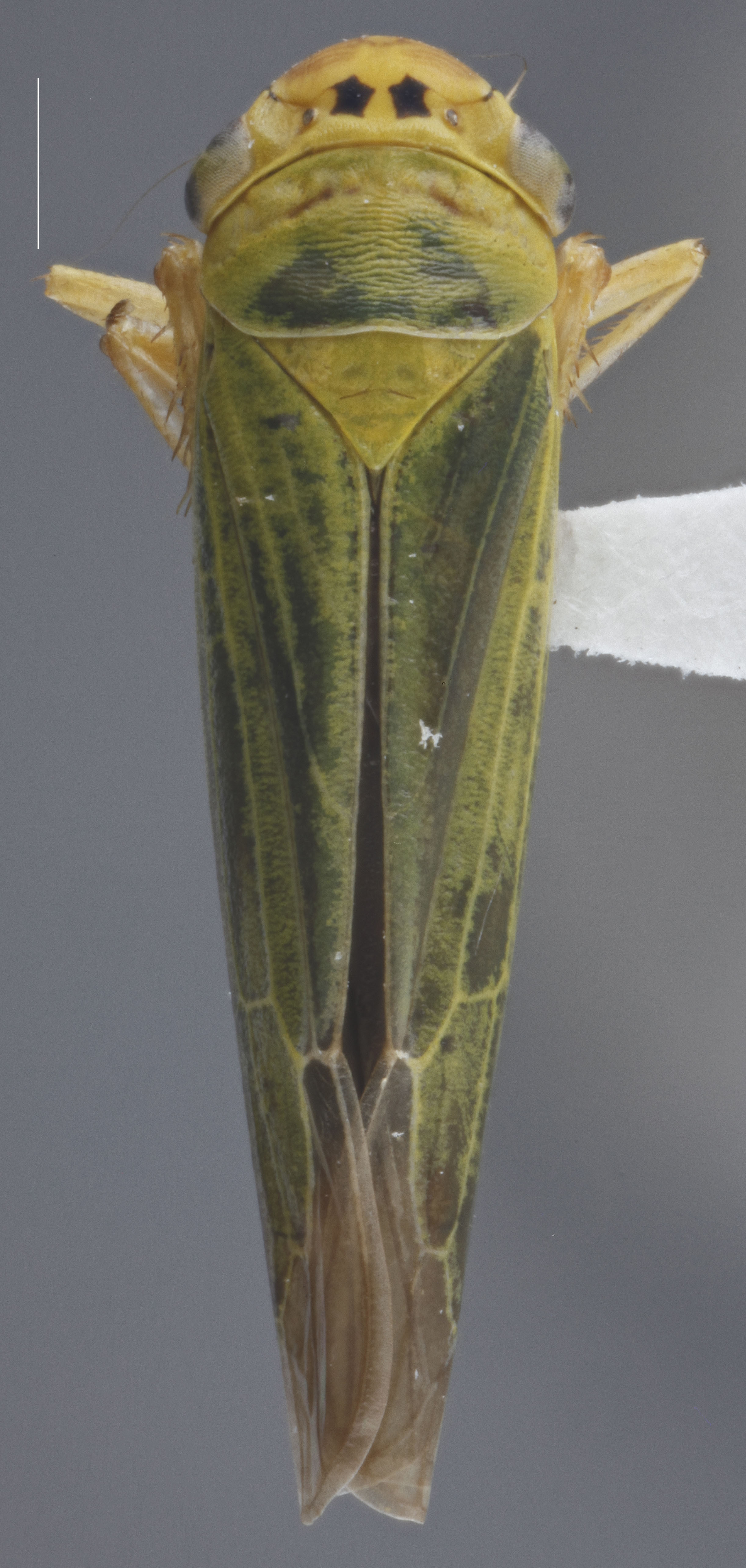 Habitus, dorsal view: !! display not done !! on Cicadella viridis (Linnaeus, 1758): Dorsal. (Observation).