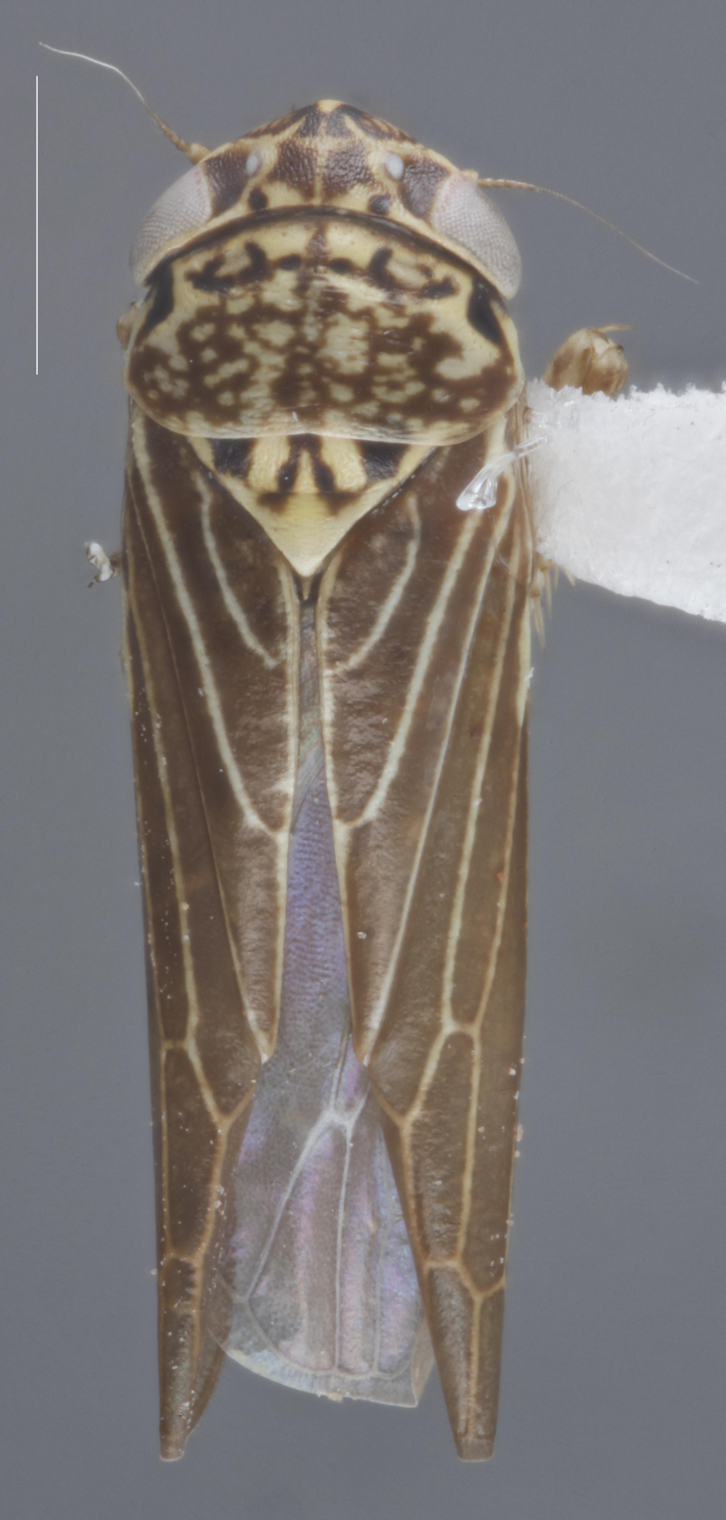 Habitus, dorsal view: Dorsal. (Observation).