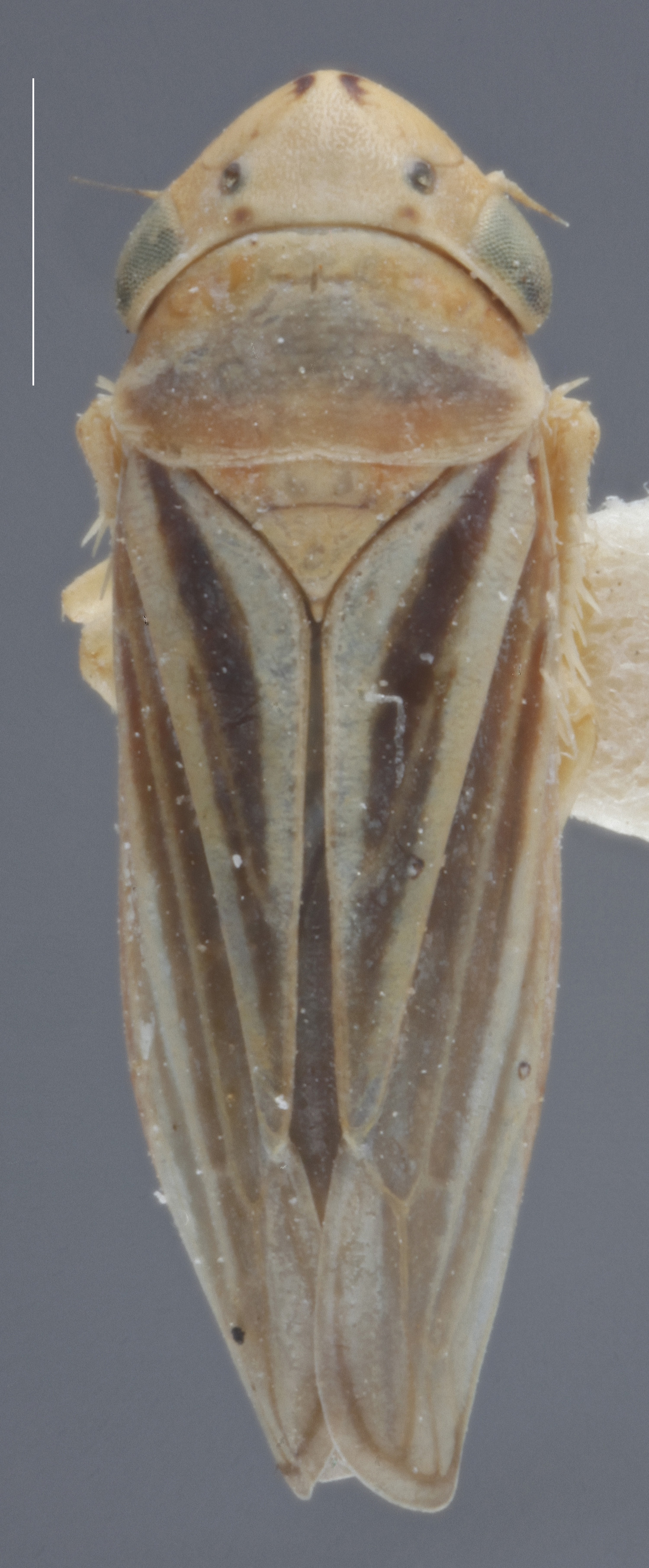 Habitus, dorsal view: !! display not done !! on Ciminius sidanus (Ball, 1936): Dorsal. (Observation).