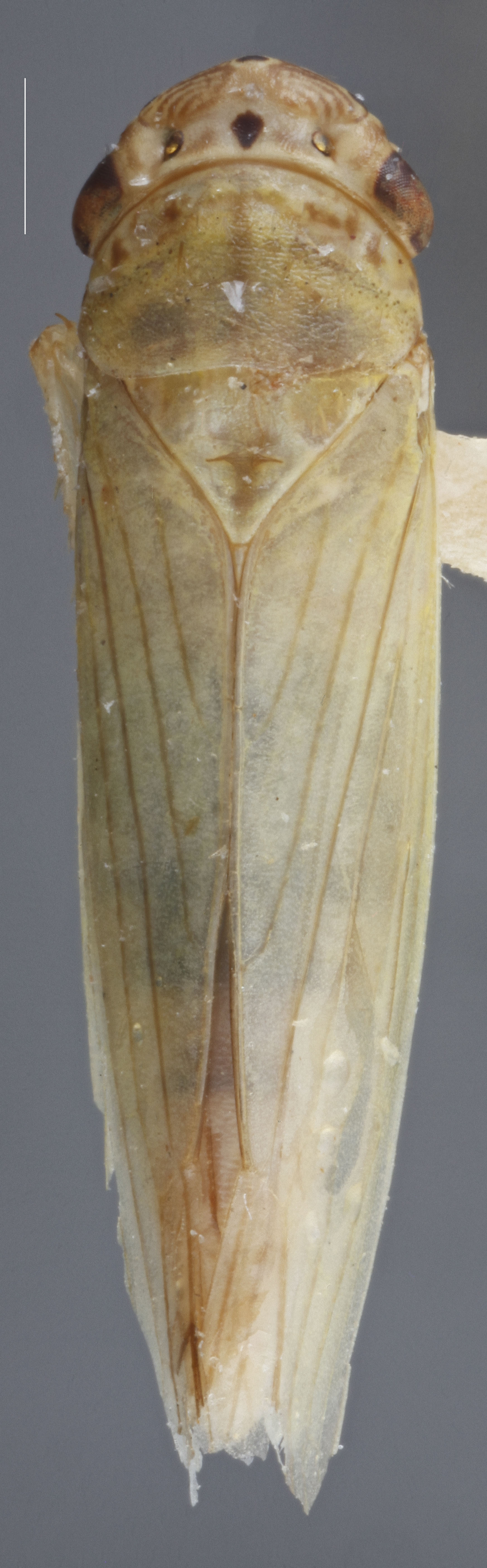 Habitus, dorsal view: !! display not done !! on Cofana spectra (Distant, 1908): Dorsal. (Observation).