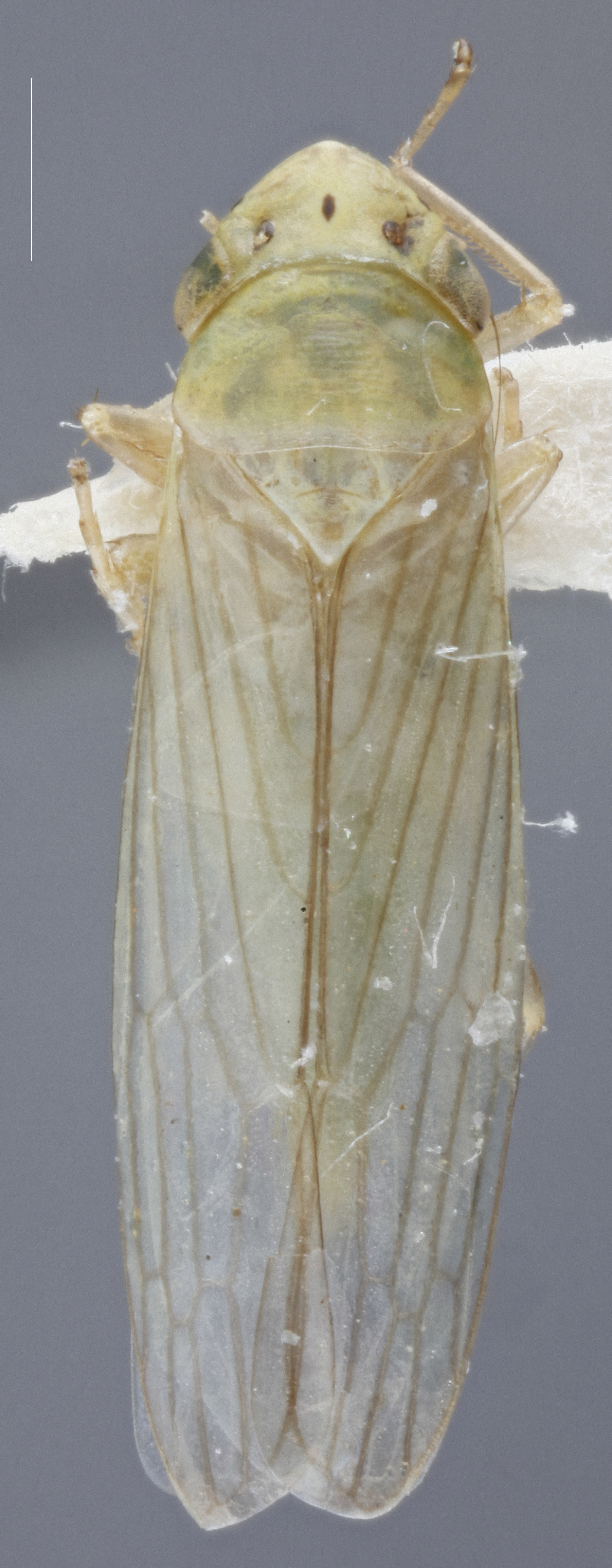 Habitus, dorsal view: !! display not done !! on Cofana unimaculata (Signoret, 1854): Dorsal. (Observation).