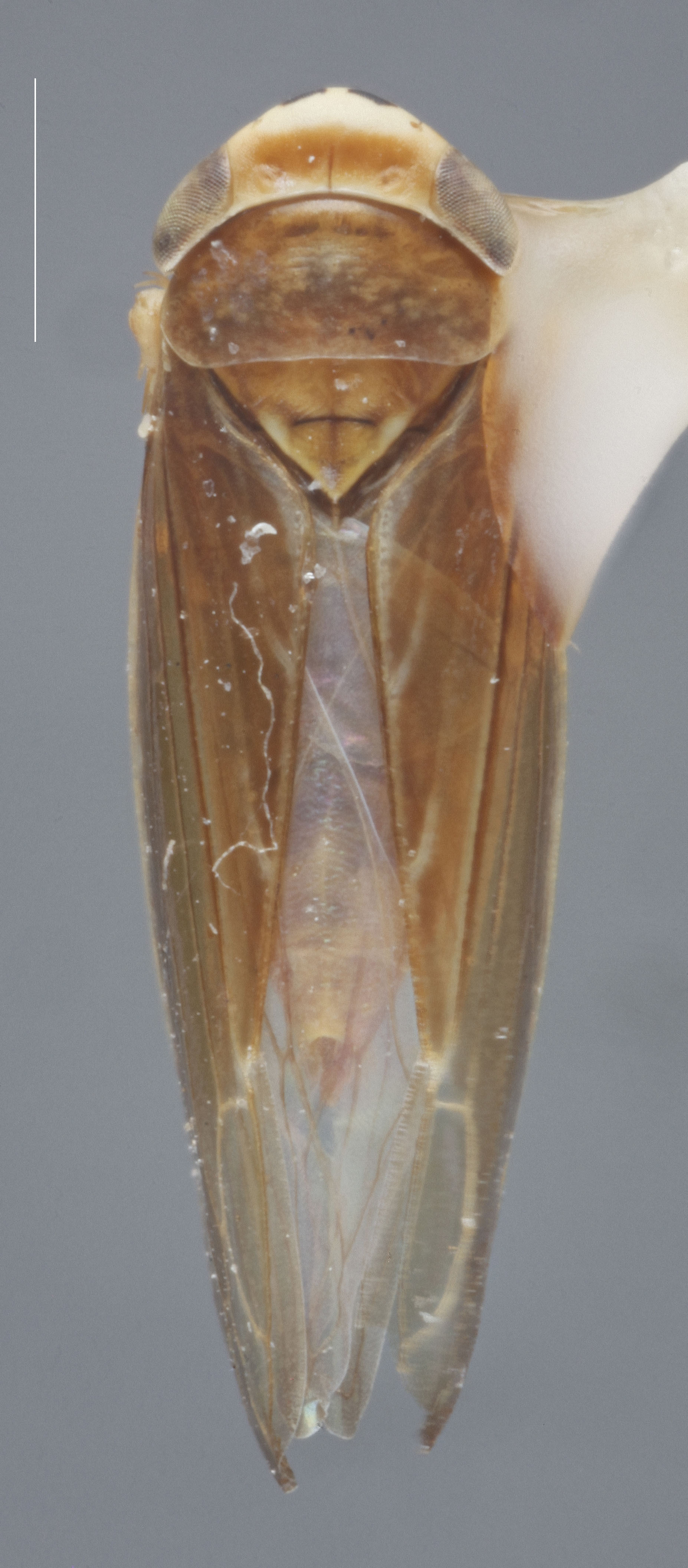 Habitus, dorsal view: !! display not done !! on Colladonus brunneus (Osborn, 1915): Dorsal. (Observation).