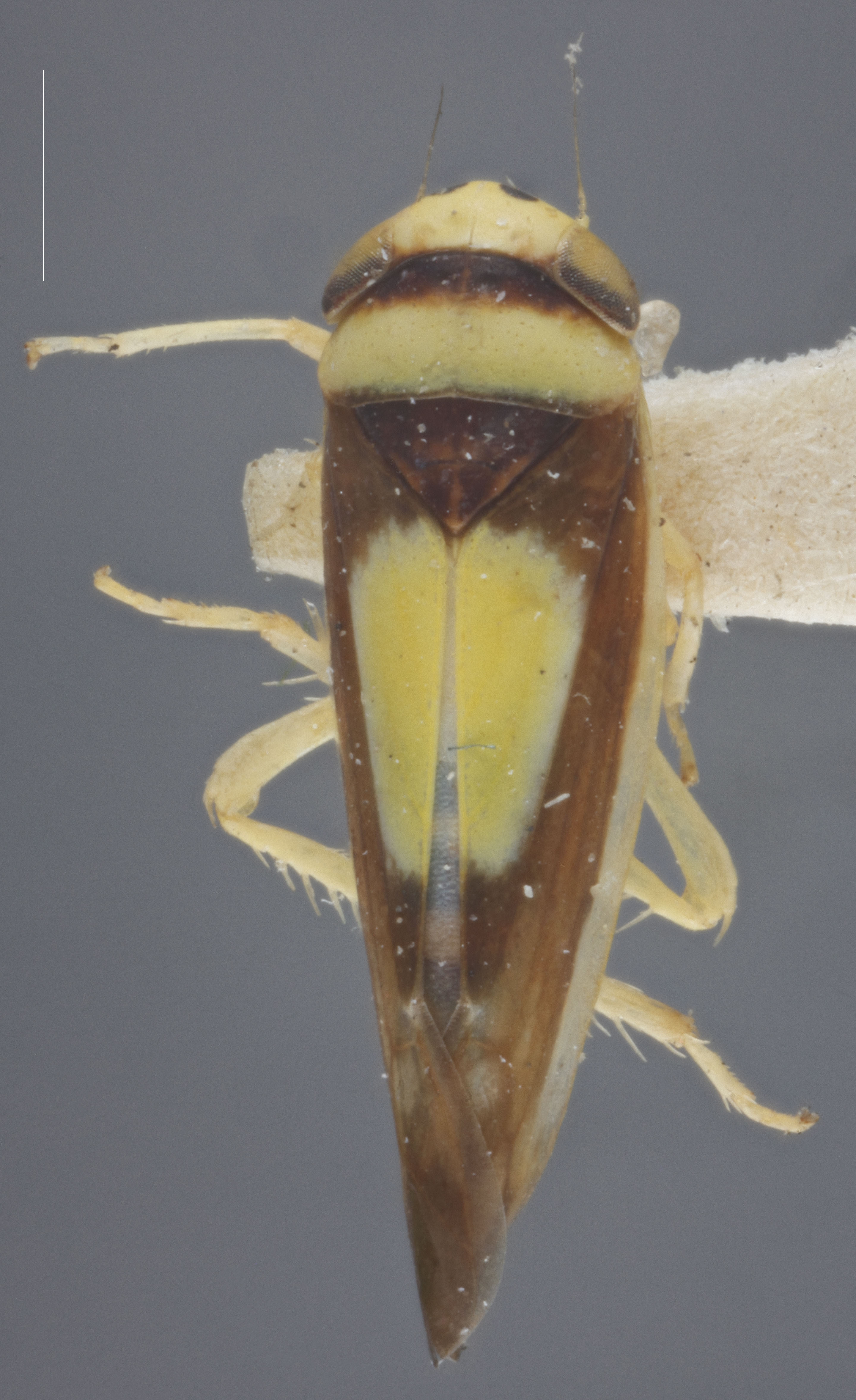 Habitus, dorsal view: !! display not done !! on Colladonus clitellarius (Say, 1831): Dorsal. (Observation).